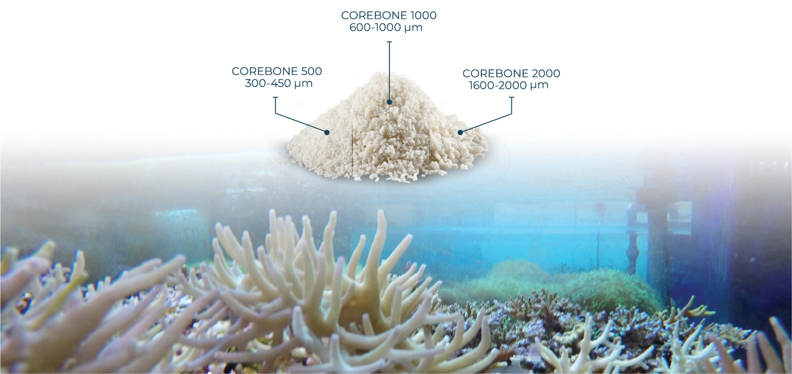  COREBONE Bio Active Coral Bone Graft 
