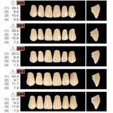 Ruthinium Artificial Acrylic Teeth Shade A1-Artificial Acrylic Teeth-WholeDent.com