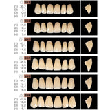 Ruthinium Artificial Acrylic Teeth Shade A2-Artificial Teeth-WholeDent.com
