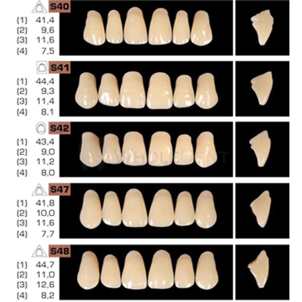 Ruthinium Artificial Acrylic Teeth Shade A2-Artificial Teeth-WholeDent.com