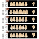 Ruthinium Artificial Acrylic Teeth Shade A3-Artificial Acrylic Teeth-WholeDent.com