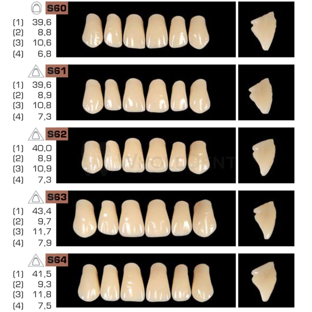 Ruthinium Artificial Acrylic Teeth Shade B2-Artificial Acrylic Teeth-WholeDent.com