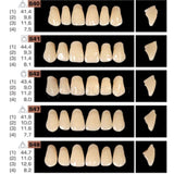 Ruthinium Artificial Acrylic Teeth Shade B3-Artificial Acrylic Teeth-WholeDent.com