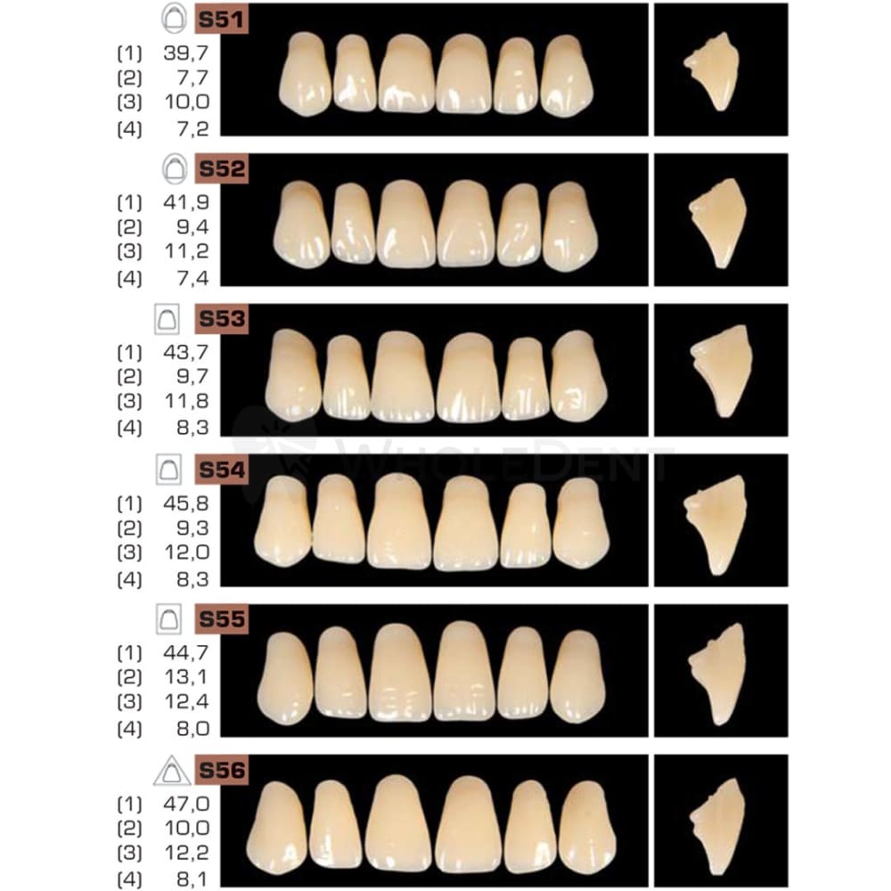 Ruthinium Artificial Acrylic Teeth Shade B3-Artificial Acrylic Teeth-WholeDent.com