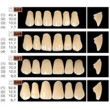 Ruthinium Artificial Acrylic Teeth Shade C2-Artificial Acrylic Teeth-WholeDent.com