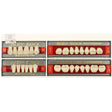 Ruthinium Artificial Acrylic Teeth Shade D2-Artificial Acrylic Teeth-WholeDent.com 
