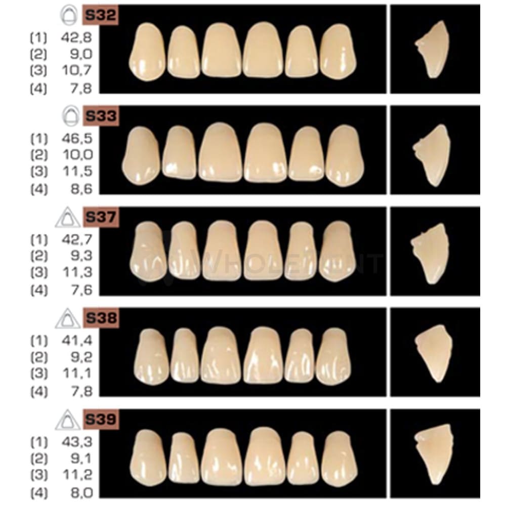 Ruthinium Artificial Acrylic Teeth Shade D3-Artificial Acrylic Teeth-WholeDent.com